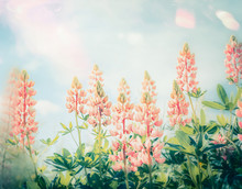Summer Beautiful Flowers Garden With Pastel Lupines Blooming, Outdoor Nature Background