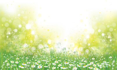 Wall Mural - vector summer nature background, blossoming flowers field.