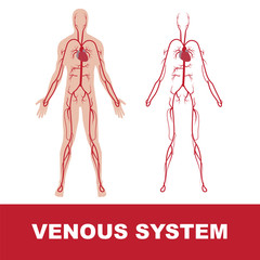 Wall Mural - vector illustration of human venous system isolated on white