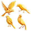Watercolor yellow flying and sitting canary. Set of yellow natural bird