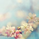 Fototapeta Kwiaty - Beautiful blossom tree. Nature scene with sun on Sunny day. Spring flowers. Abstract blurred background in Springtime.