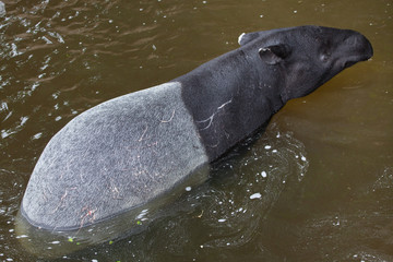 Wall Mural - Malayan tapir (Tapirus indicus)