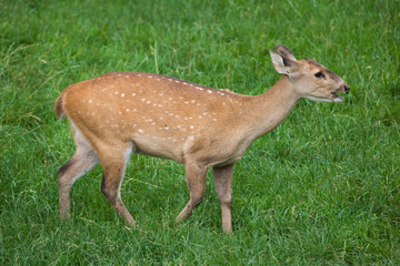 Sticker - Indian hog deer (Hyelaphus porcinus)