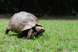 Fototapeta Sawanna - Turtle in grass