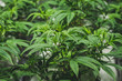 Young fresh cuttings of baby cannabis clones in indoor medical marijuana facility