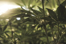 Closeup Of Young Flowering Bud On Indoor Medical Marijuana Plant.