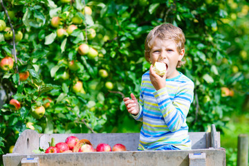 Little kid boy picking red apples on farm autumn