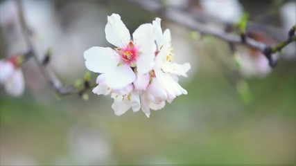 Wall Mural - Blooming almond tree. Beautiful spring nature scene with blooming tree and sun flare. 4K Ultra HD video