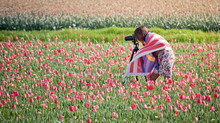 Girl On A Tulip Field