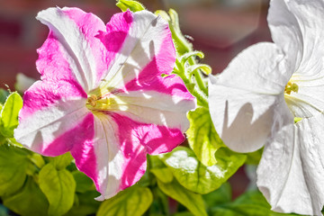 Petunia flowers backlit, close up