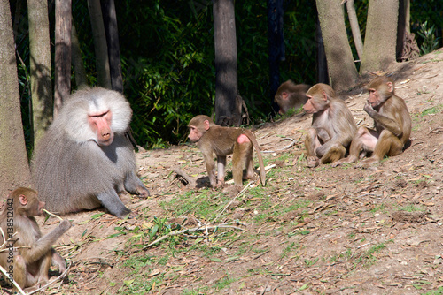 Fotografie, Obraz hamadryas baboons, native to the Horn of Africa and the southwestern tip of the Arabian Peninsula