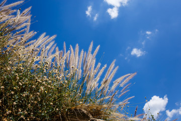 Wall Mural - Soft silk grass with sky background.