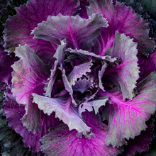 Top View Of Purple Lettuce