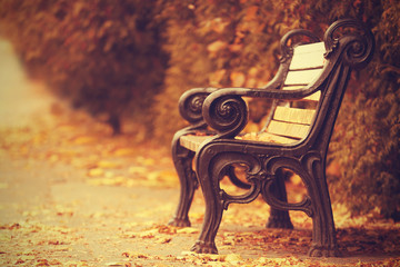 Wall Mural - Vintage bench in beautiful autumn park