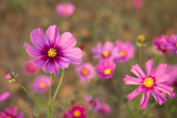 Fototapeta Kwiaty - Close up pink cosmos flower bloom brightly in the fields with blur natural background
