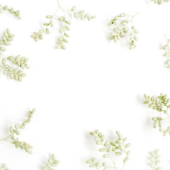 Wall Mural - Frame wreath of green branches on white background, Flat lay, top view. Flower background.