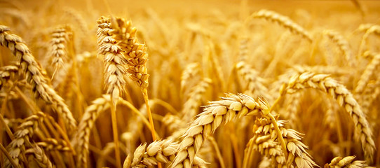 Ripe wheat.agriculture.nature.background