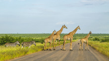Herd Of Wild Giraffes And Zebras Crossing The Road In Kruger National Park, South Africa