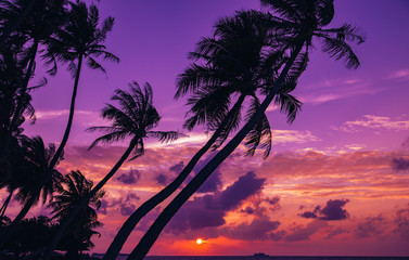 Wall Mural - Silhouette of palm tree at beautiful tropical sunset