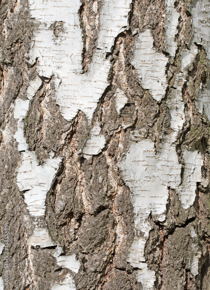 Stock-Foto „Birke, Birkenrinde, Betula“ | Adobe Stock