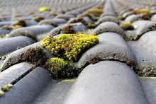 An Image Of Roof With Moss