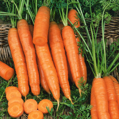 Wall Mural - Fresh carrots bunch with green leaves