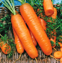 Wall Mural - Fresh carrots