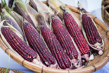 Wall Mural - Purple waxy corn in basket on white background.