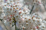 Fototapeta  - Kirschblüten