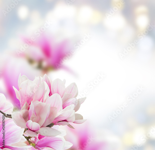 Naklejka - mata magnetyczna na lodówkę Bunch of Magnolia pink flowers over gray background with copy space