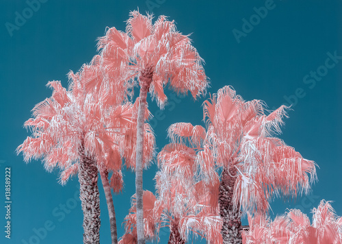 Plakat Drzewka palmowe w kolorze podczerwieni przeciw błękitne niebo