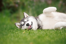 Cute Siberian Husky Puppy Lying On Green Grass