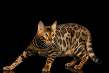 Spotted Bengal Cat Standing On Isolated Black Background, Side View