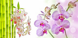 Fototapeta Storczyk - two pink orchids and empty space for text