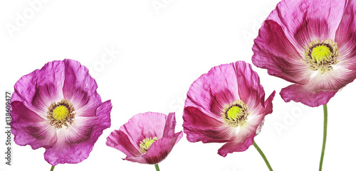 three poppies on white background