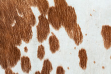 Backround Of Skin Of Cow. Brown And White