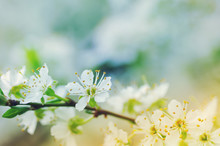 Spring Background. Spring Plum Flowers In Sun Rays, Toned Picture