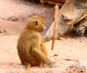 Fototapete - The Gelada Baboon (Theropithecus gelada). Monkey working with primitive tool. Behavior in wildlife. .