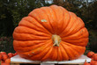 © leomalsam - Pumpkins / Multicolored decorative pumpkins on autumn festival