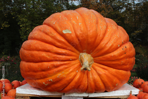 Fotografía Pumpkins / Multicolored decorative pumpkins on autumn festival