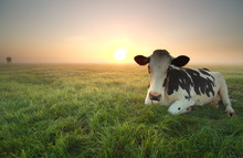 Relaxed Cow On Pasture At Sunrise