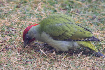 Wall Mural - Pic vert, Picus viridis