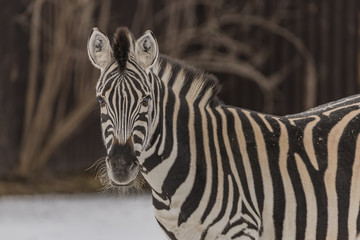 Zebra in winter cloudy nice day in north Bohemia