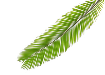 Wall Mural - Green leaf of palm tree on white background