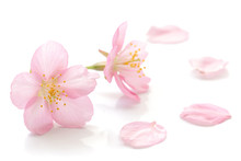Japanese Cherry Blossom And Petals