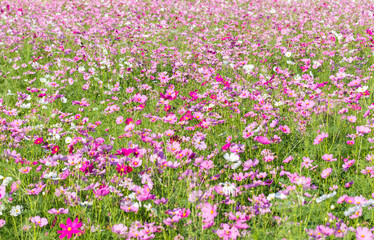 Wall Mural - pink cosmos flower blooming in the field