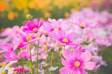Wall Mural - pink cosmos flower blooming in the field