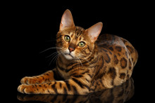 Gorgeous Spotted Bengal Cat Lying With Kind Eyes On Isolated Black Background