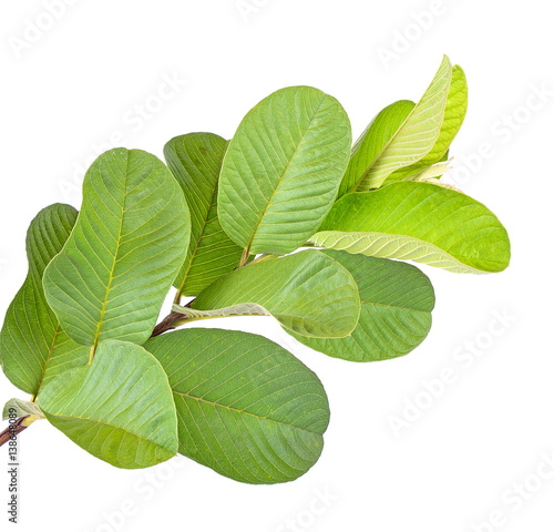 Guava leaves. one leaf guava close up macro isolated on white