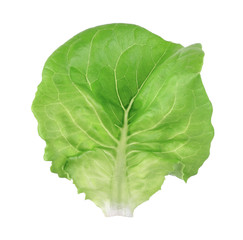 Lettuce leaves on a white background